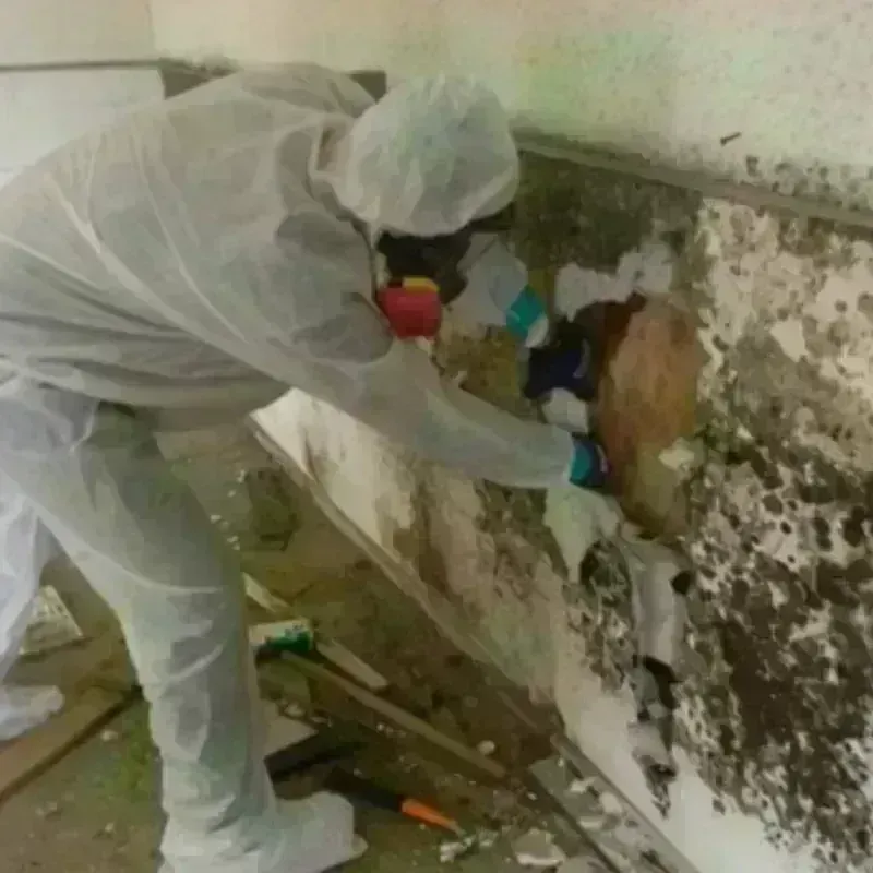 Mold Remediation and Removal in Melcher-Dallas, IA